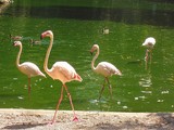 Zoo 'Il Parco Naturale In Abruzzo' Romolo